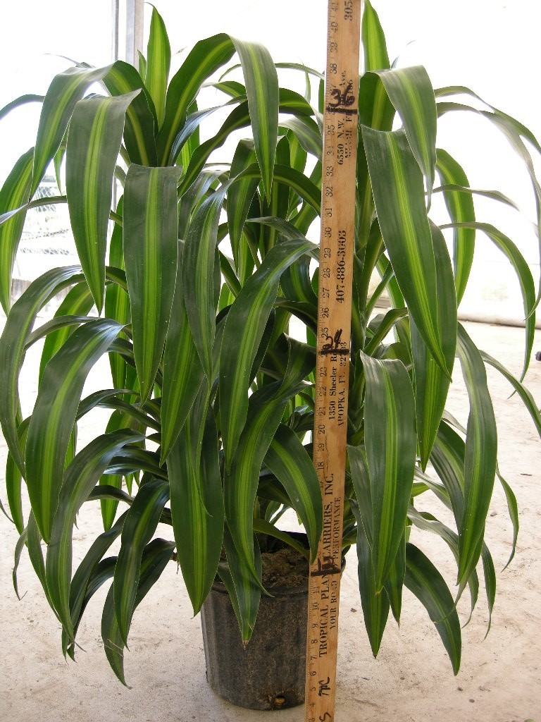 10" Draceana Hawiian Sunshine